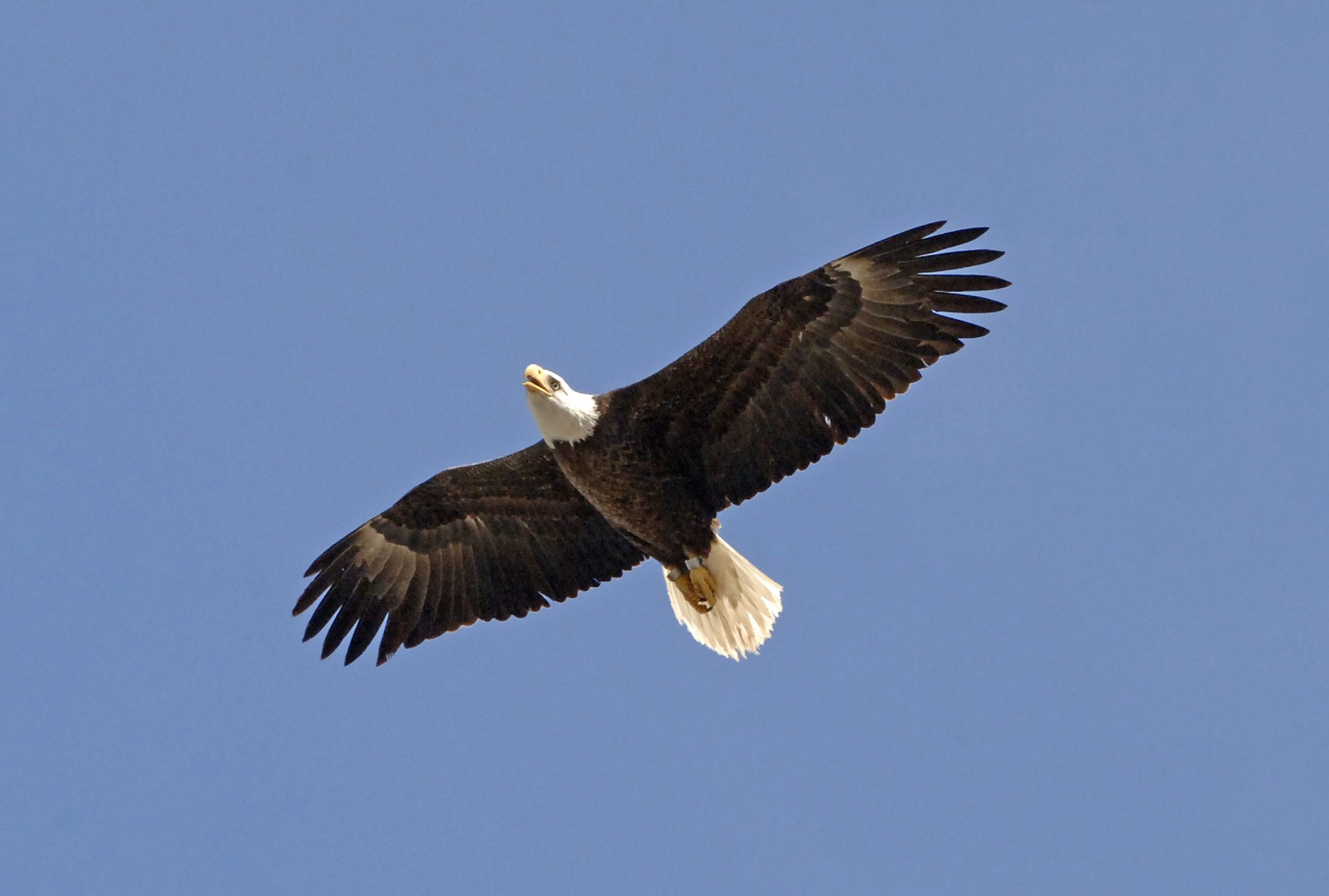 Bald Eagle Breeding