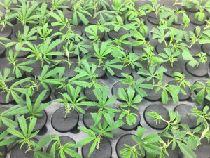 The growing rooms at Giving Tree Wellness Center are filled with marijuana plants. These ones still have a few weeks until they reach maturity. (Photo by Danielle Kernkamp/Cronkite News)