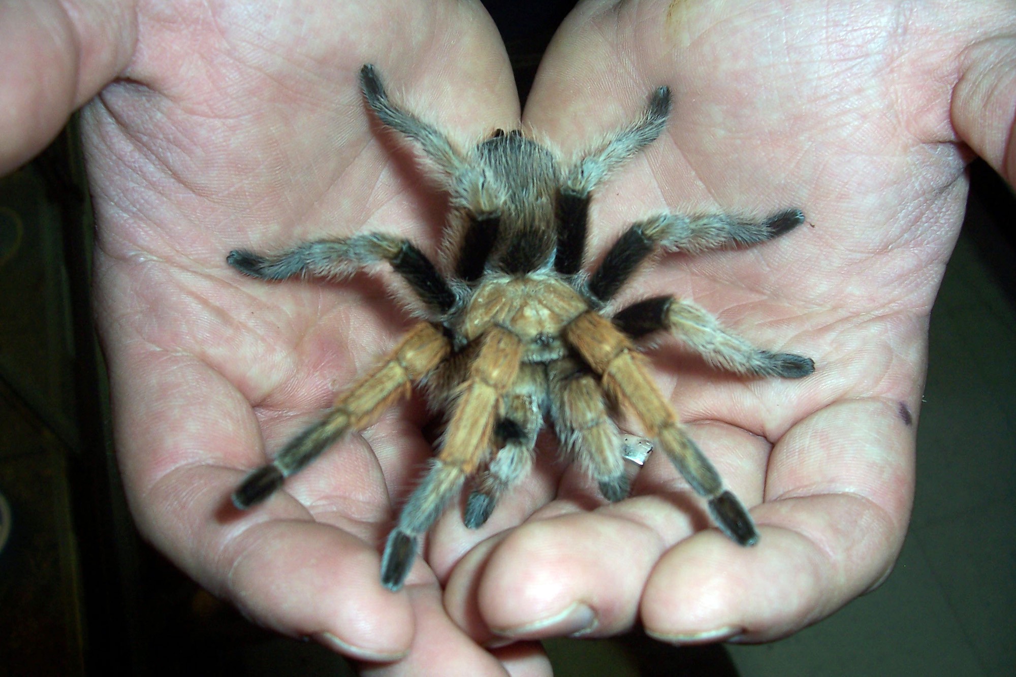 tarantula-hands1.jpg