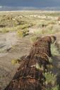 petrifiedforest-wood-vertical.jpg