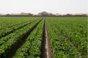 agcouncils-lettuce-228.JPG