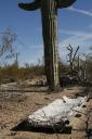 cactuscops-stretcher-vertical.jpg