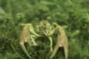 invasive-crayfish.jpg