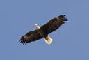 eagle_in-flight2.jpg