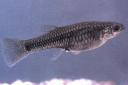 091608-gilatopminnow-fish.jpg