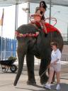 101008-statefair-elephant.jpg