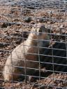 102808-prairiedogs-closeup.jpg