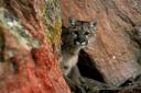 103008-mountainlion-again.jpg