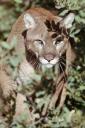 103008-mountainlion-vertical.jpg