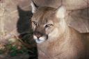 103008-mountainlion2a.jpg