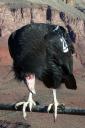 022309-californiacondor-addscaption.jpg