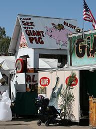 092809-statefair-pig.jpg