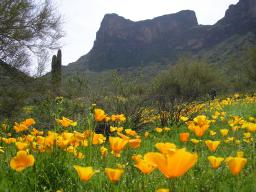 102209-wildflowers-picacho2-18.jpg