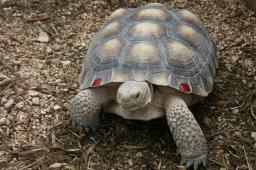 102409-tortoise-closeup.jpg