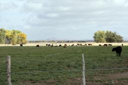 102909-pierce-cattle.jpg