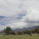 The University of Arizona's Equine Center includes 16 acres of pasture land for the horses. (Cronkite News photo by Chris Wimmer)