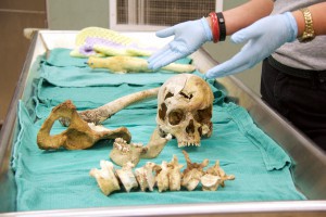 These bones are among about 200 sets of unidentified human remains at the Maricopa County Medical Examiner’s Office. (Photo by Becca Smouse/Cronkite News)