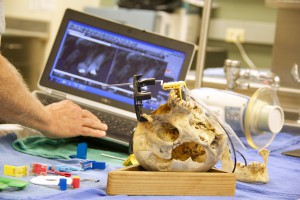 Dental X-rays are a key part of an effort by the Maricopa County Medical Examiner’s Office to address about 200 sets of unidentified human remains. (Photo by Becca Smouse/Cronkite News)