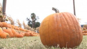 Wade Kelsall, the owner of Mother Nature's Farm in Gilbert, said most of the pumpkin patches and a lot of the stores in Arizona buy locally. (Photo by Mitch Quesada/Cronkite News)