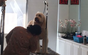 The Oh My Dog! Boutique and Spa in Scottsdale, offers grooming, luxury products and doggie yoga. (Photo by Lauren Clark/Cronkite News)