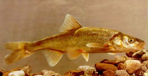 The headwater chub’s dwindling range includes waterways in Arizona. The U.S. Fish and Wildlife Service has proposed listing the species as threatened under the Endangered Species Act. (Photo by John Rinne/U.S. Fish and Wildlife Service)