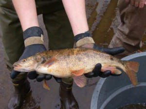 The roundtail chub, whose dwindling range includes rivers in Arizona, would receive threatened status under the Endangered Species Act under a proposal by the U.S. Fish and Wildlife Service. (U.S. Forest Service Photo)