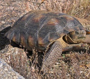 A Sonoran desert tortoise. The U.S. Fish and Wildlife Service has removed the species from consideration for protection under the Endangered Species Act. (U.S. Fish and Wildlife Service Photo)