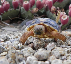 A young Sonoran desert tortoise. The U.S. Fish and Wildlife Service has removed the species from consideration for protection under the Endangered Species Act. (U.S. Fish and Wildlife Service Photo)