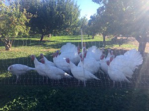 The Gilbert farm sold 21 turkeys to the public this year. (Photo by Jackie Padilla/Cronkite News)