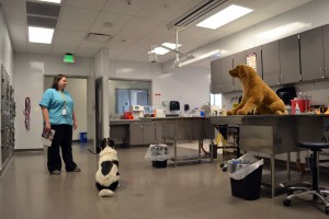 West-MEC Veterinary Sciences Instructor Hailey Adams and Russell, a rescue dog, occupy the room where animals are examined, cared for and kenneled. (Photo by James Anderson/Cronkite News)