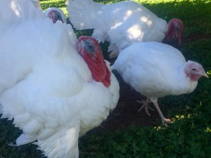 The Farm at Agritopia raised turkeys to sell to the public. It took about seven months to raise them. (Photo by Jackie Padilla/Cronkite News)