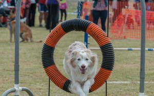 The Woofstock event features dog training demonstrations, animal adoption booths and the Walk of Honor, a course intended to honor those who serve.