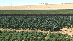 Mike Etchart, one of the owners of Everkrisp Vegetables Inc. in Tolleson, said consumers might see higher prices at grocery stores. (Photo by Chloe Nordquist/Cronkite News)