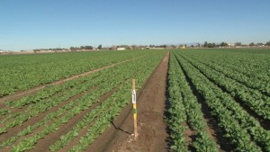 Of the $3.7 billion in farm sales for Arizona in 2012, 56 percent came from crop sales, according to the University of Arizona.  (Photo by Chloe Nordquist/Cronkite News)