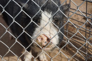 The Ironwood Pig Sanctuary in Marana houses pigs like this one, many of which have been dropped off by owners in the midst of a move or a divorce. A rising number of pigs at the sanctuary were sold as miniature pigs but outgrew their promised size, said Mary Schanz, president and co-founder of the sanctuary. (Photo by Travis Arbon/Cronkite News)