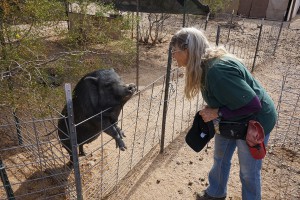 Mary Schanz, co-founder and president of the Ironwood Pig Sanctuary in Marana, gives an animal cracker to a pig. (Photo by Travis Arbon/Cronkite News)