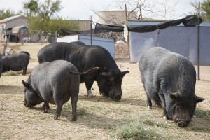 Pigs at the Ironwood Pig Sanctuary in Marana root around in the dirt. Pigs engage in behaviors such as rooting and digging that can be destructive to indoor environments, which is why Mary Schanz, the sanctuary’s co-founder and president, recommends they be given outdoor spaces. (Photo by Travis Arbon/Cronkite News)