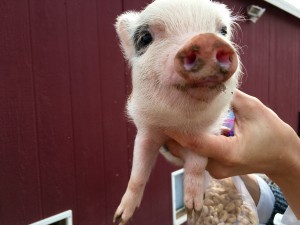 Ashley Aakre, an American Mini Pig Association breeder and owner of Lil’ Smokie Julianas, holds up a mini pig. This pig is 6 to 8 weeks old, which is when breeders usually sell them. (Photo by Lauren Michaels/Cronkite News)