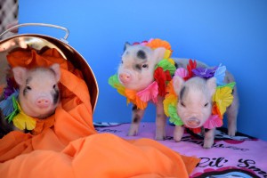 Ashley Aakre, an American Mini Pig Association breeder and owner of Lil’ Smokie Julianas, shows off her mini pigs. (Photo courtesy of Ashley Aakre)