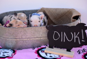 Ashley Aakre, an American Mini Pig Association breeder and owner of Lil’ Smokie Julianas, shows off her mini pigs. (Photo courtesy of Ashley Aakre)