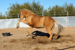 Veterinarian Greg Byrne said that Arizona horses are not at risk for the virus. (Mallory Price/Cronkite News)