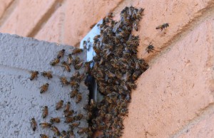 The number of honey bees colonies has steadily declined, according to data from the United States Department of Agriculture, from about 5 million in the 1940s to 2.5 million today. (Photo by Kaitlyn Thompson/Cronkite News)