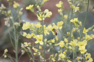 Chick-a-Bee Gardens in Gilbert uses bees to pollinate its vegetable crops. (Photo by Kaitlyn Thompson/Cronkite News)
