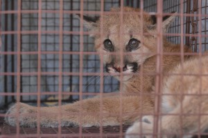 This mountain lion kitten is lucky to be alive, weighing only about 15 pounds on Wednesday when she was brought in, which is half the weight she should be at the age of 5-6 months. (Photo courtesy of Arizona Game and Fish Department)