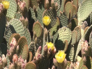 Dan Gronseth, park ranger, said South Mountain Park and Preserve offers more than 300 plant species for tourists and residents to enjoy. (Photo by Elena Mendoza/Cronkite News)