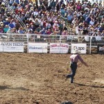 A cowboy races to the calf after roping it to tie three legs together. (Photo by Jessica Watts/Cronkite News)