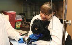 Michelle Friedrich, a certified veterinary technician at Arizona Veterinary Oncology in Scottsdale, keeps 9-year-old Scottish terrier, Molly, calm as she receives chemotherapy treatment for bladder cancer. (Photo by Alexa Salari/Cronkite News)