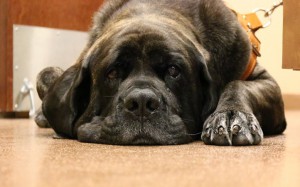 Seven-year-old English mastiff, Sophie, waits to receive chemotherapy treatment for lymphoma at Arizona Veterinary Oncology in Scottsdale. She's been receiving treatment since February 2016. (Photo by Alexa Salari/Cronkite News)