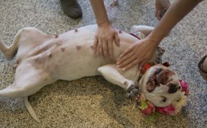 A dog enjoys a belly rub at Arizona Small Dog Rescue in Phoenix on April 14. (Photo by Kaitlyn Thompson/Cronkite News)