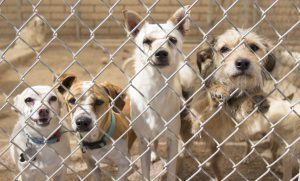 Of the dogs entering shelters, about 35 percent are adopted, 31 percent are euthanized and 26 percent are returned to their owner, according to the merican Society for the Prevention of Cruelty to Animals. Dogs that were up for adoption at Ohana Animal Rescue in Tempe on April 14 peer out a fence. (Photo by Kaitlyn Thompson/Cronkite News)